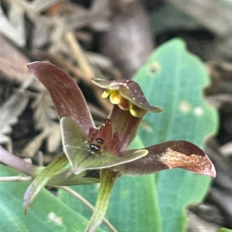 Chiloglottis triceratops