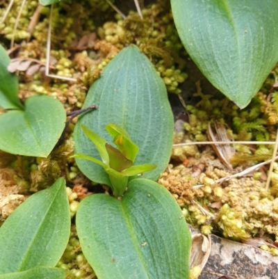 Chiloglottis grammata