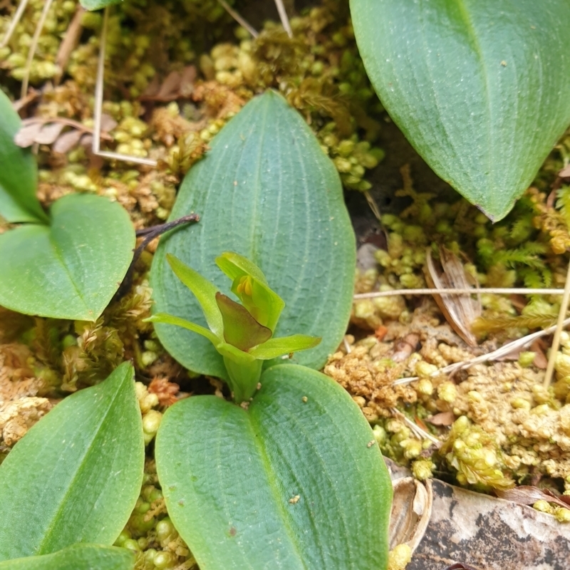 Chiloglottis grammata