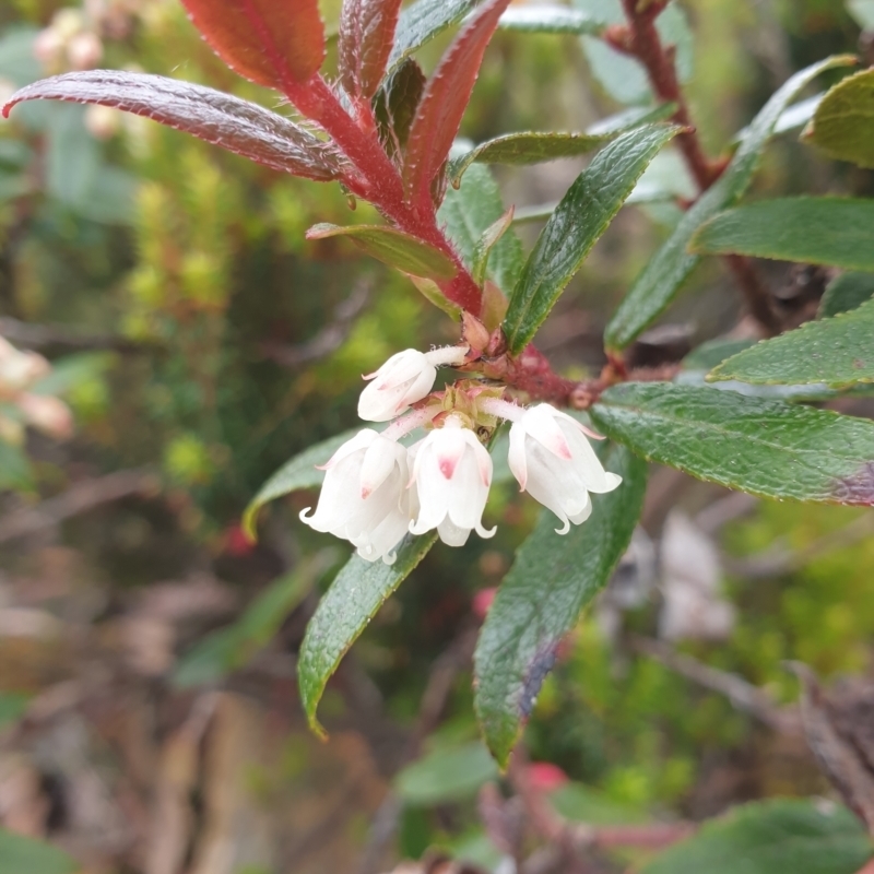 Gaultheria hispida