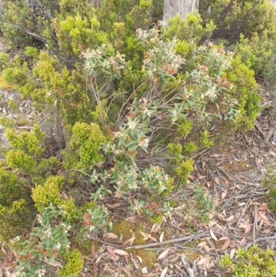 Gaultheria hispida