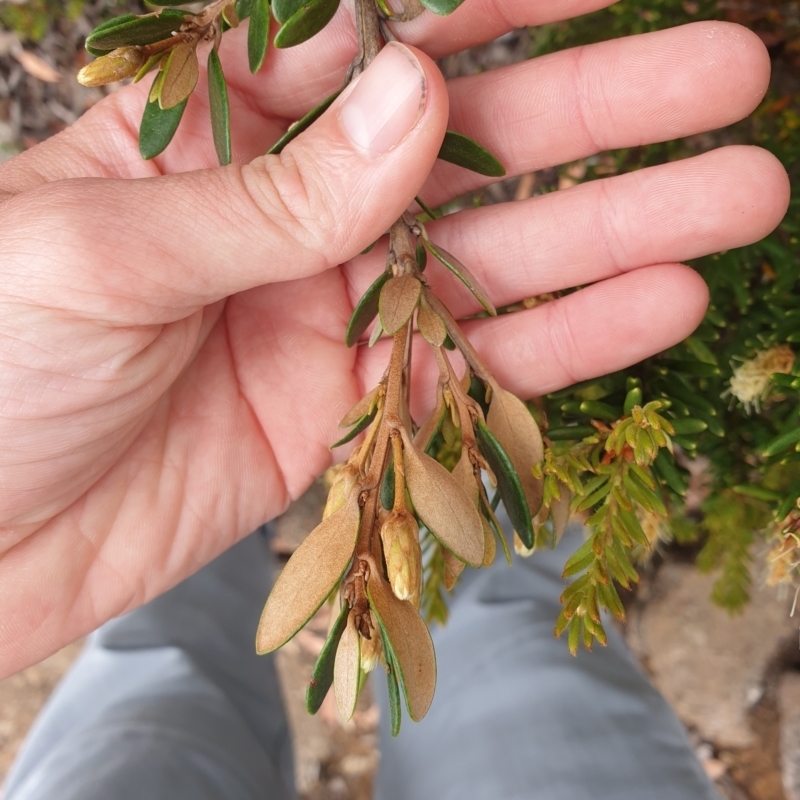 Olearia tasmanica