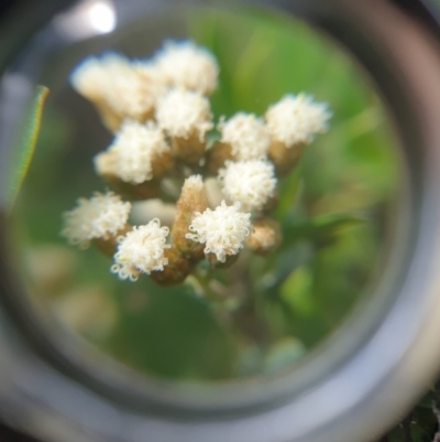 Ozothamnus antennaria