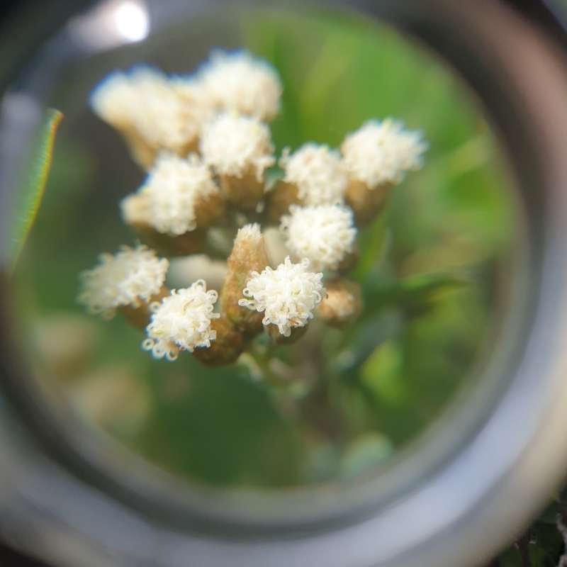 Ozothamnus antennaria