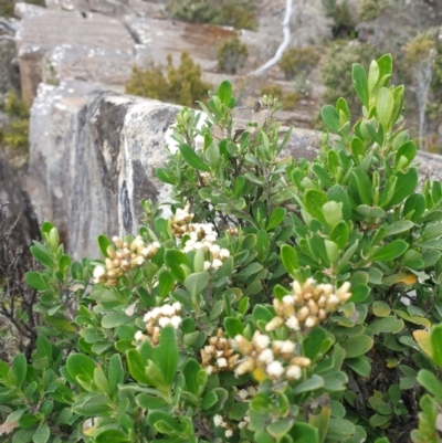 Ozothamnus antennaria