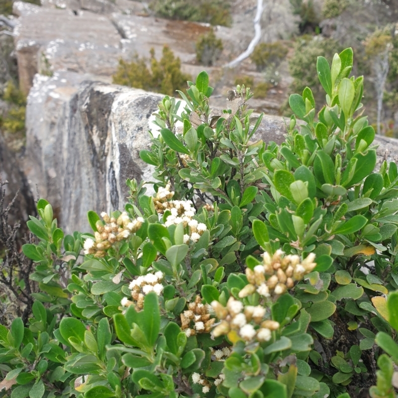 Ozothamnus antennaria