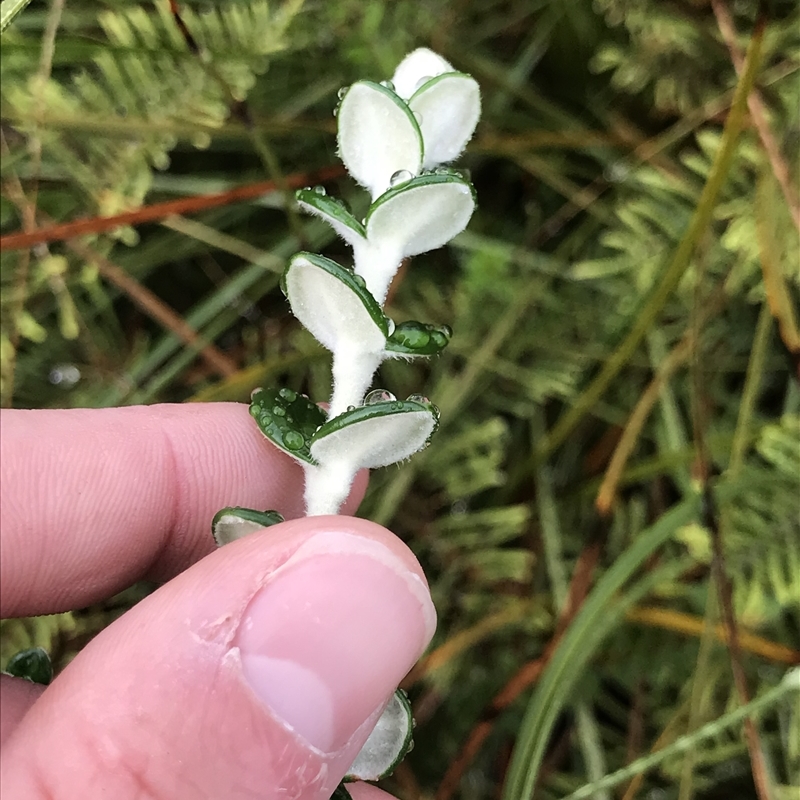 Pimelea nivea