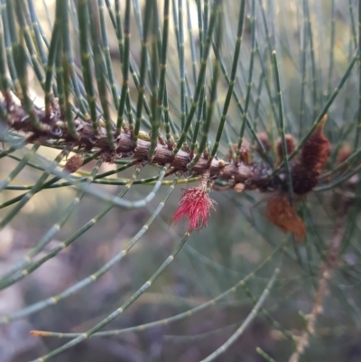 Allocasuarina monilifera