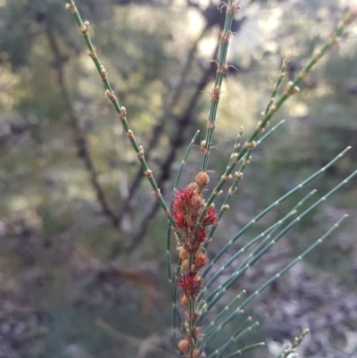 Allocasuarina monilifera