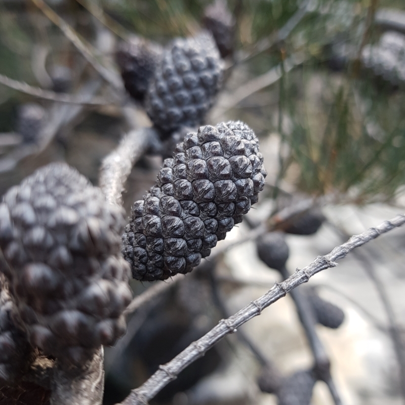 Allocasuarina monilifera