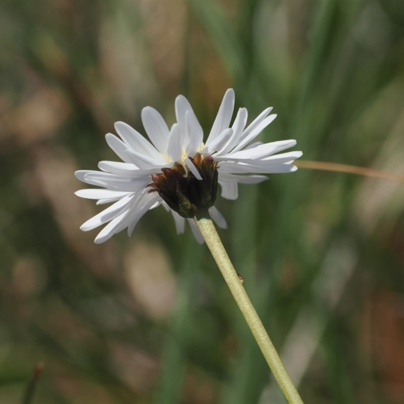 Brachyscome obovata