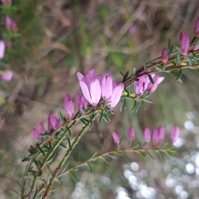 Tetratheca procumbens