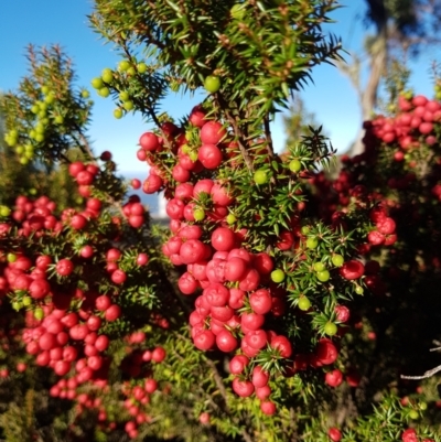 Leptecophylla parvifolia