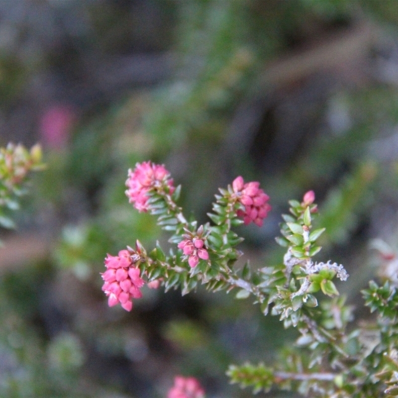 Trochocarpa thymifolia