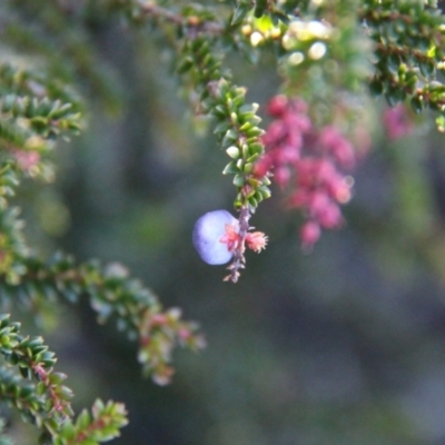 Trochocarpa thymifolia