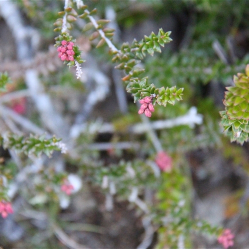 Trochocarpa thymifolia