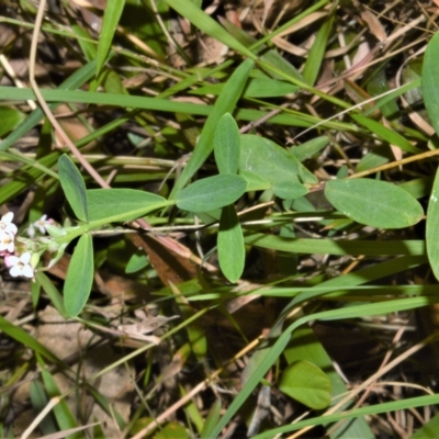 Pimelea spicata