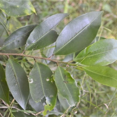 Geijera salicifolia