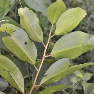 Geijera salicifolia