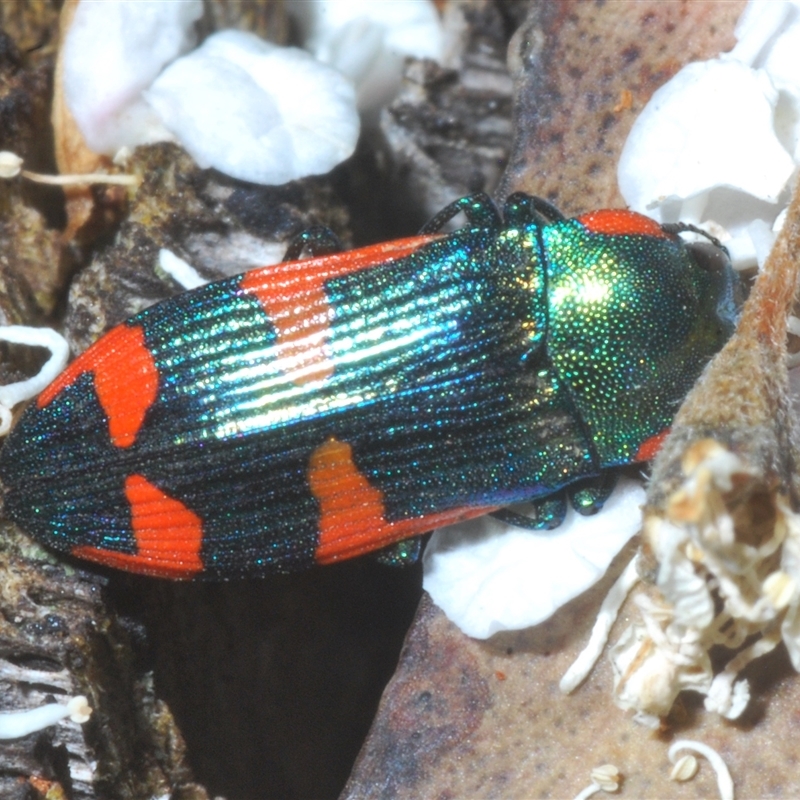 Castiarina watkinsi