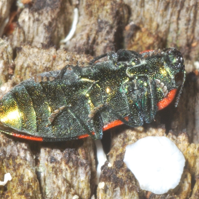 Castiarina watkinsi