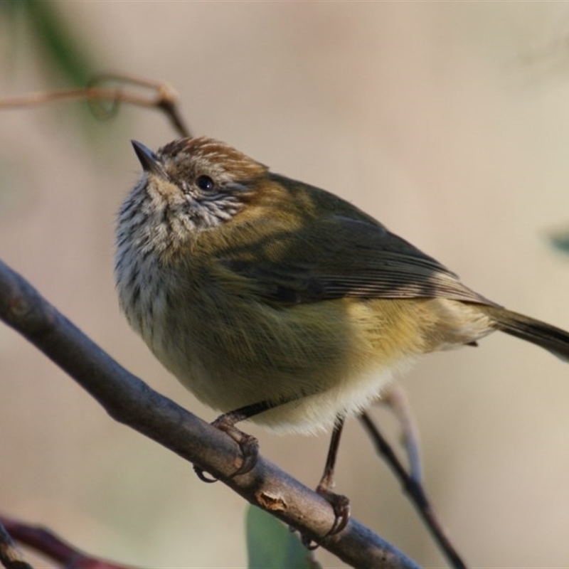 Acanthiza lineata