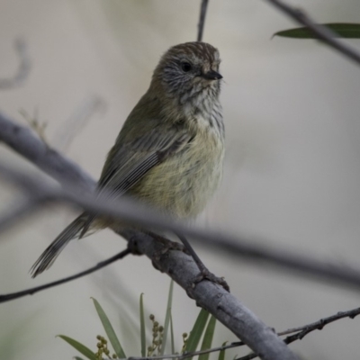 Acanthiza lineata