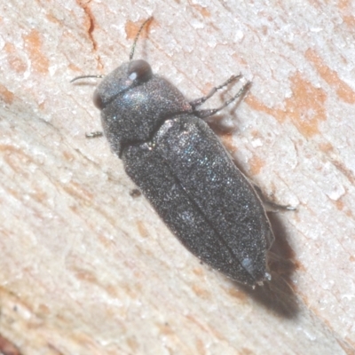 Pseudanilara sp. (genus)