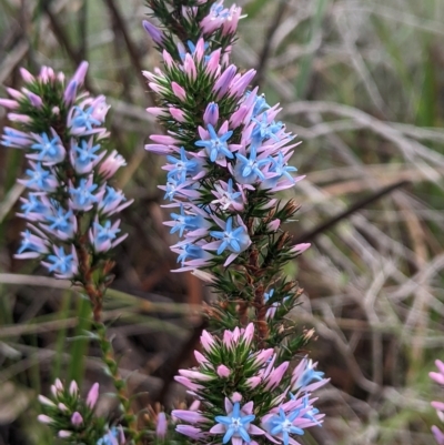 Andersonia caerulea