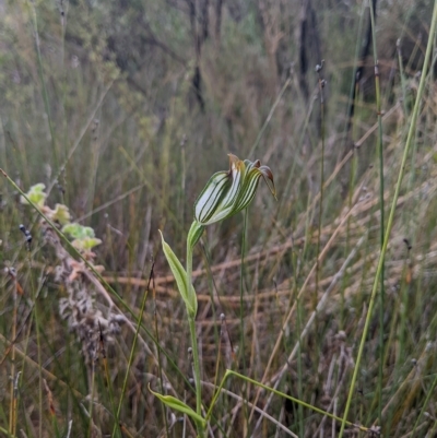 Pterostylis recurva