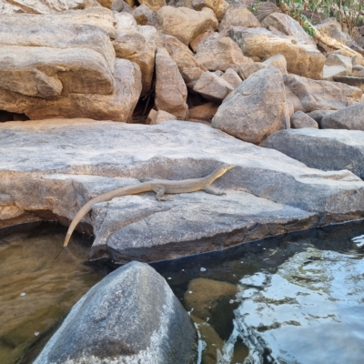 Varanus mertensi