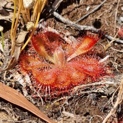 Drosera burmanni