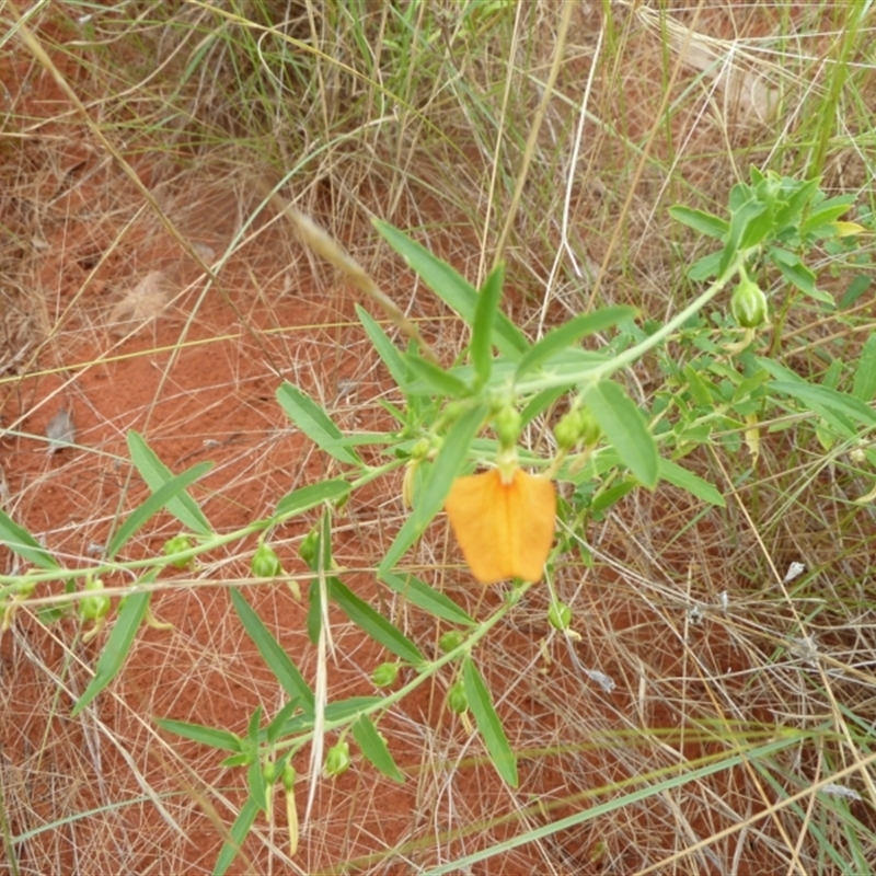 Pigea aurantiaca