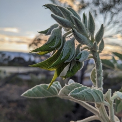 Crotalaria cunninghamii