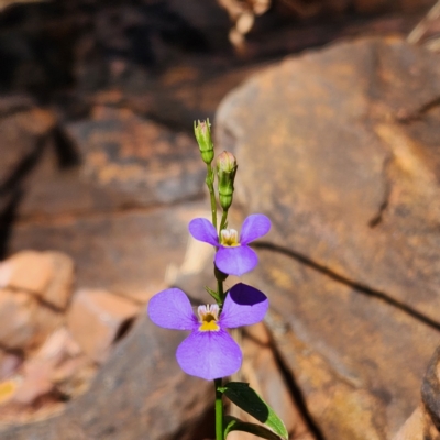 Lobelia heterophylla