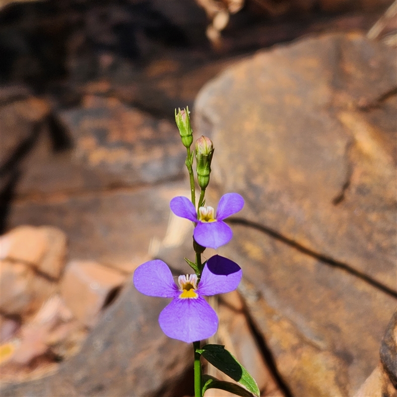 Lobelia heterophylla