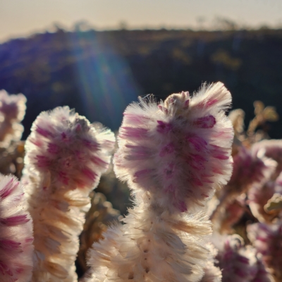 Ptilotus rotundifolius