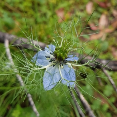 Nigella damascena