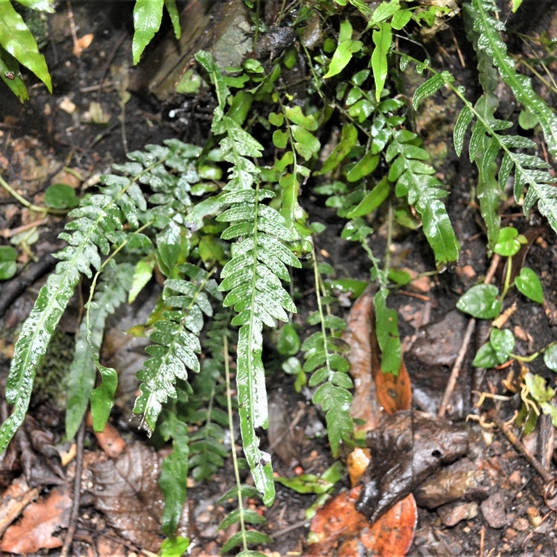 Blechnum lineare