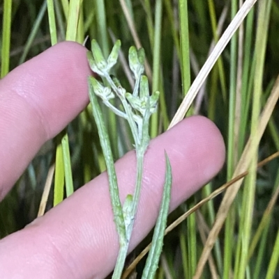 Senecio campylocarpus