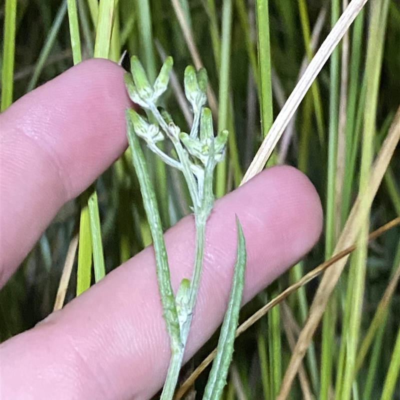 Senecio campylocarpus