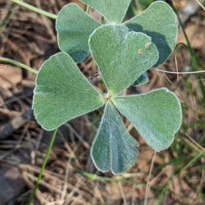 Marsilea drummondii