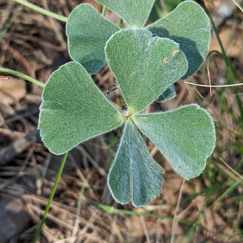 Marsilea drummondii