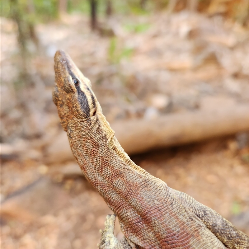 Varanus glauerti