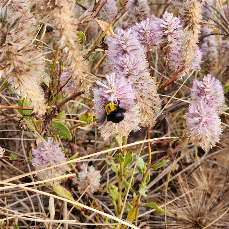 Xylocopa (Koptortosoma) sp. (genus)