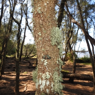 Cardamyla carinentalis