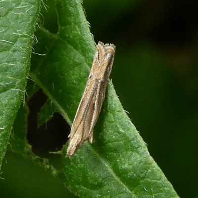 Eutorna (genus)