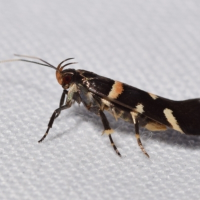 Macrobathra harmostis