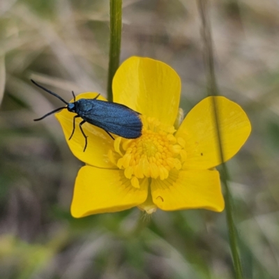 Turneriprocris dolens