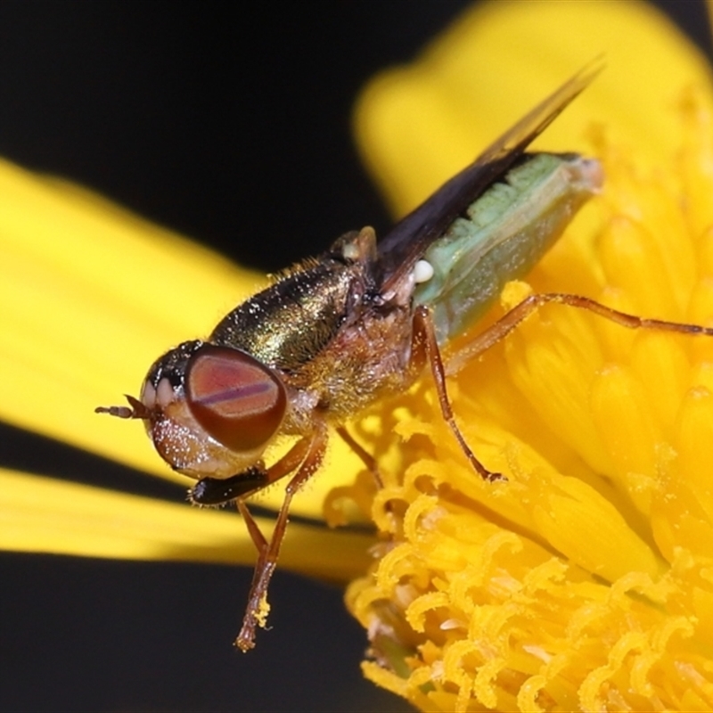 Odontomyia sp. (genus)